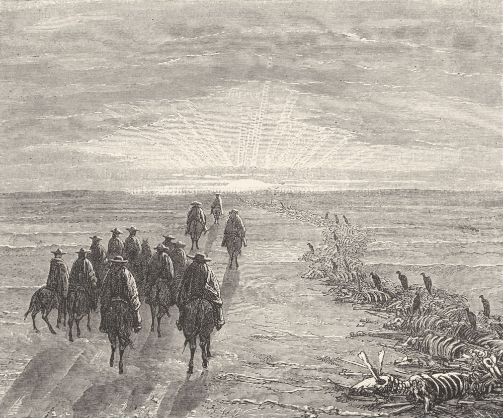 BIRDS. Raptorial. Vulture Falcons. Track Pampas c1870 old antique print